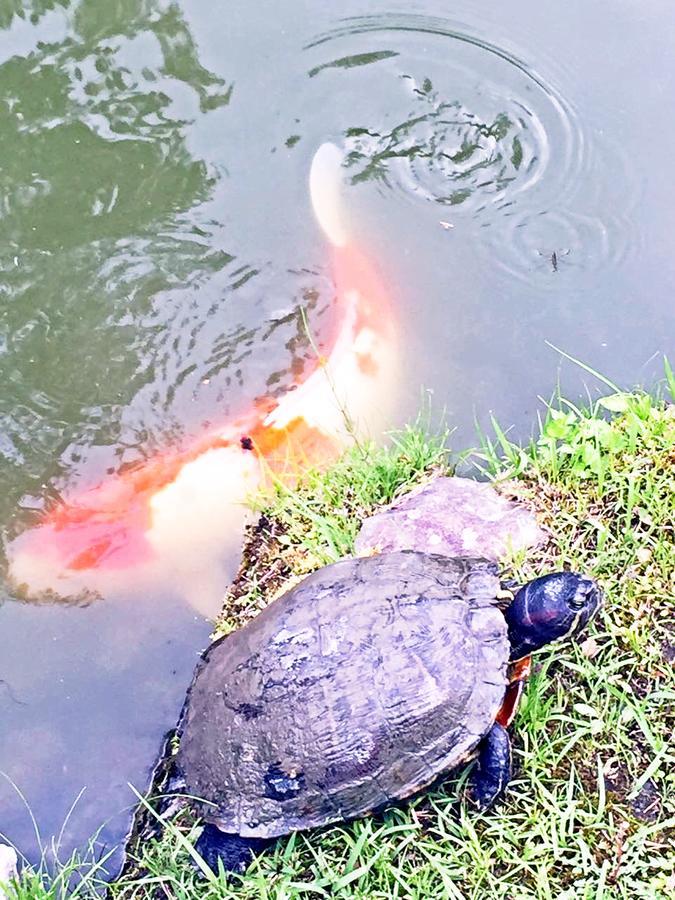橼舍隐清水寺别墅 别墅